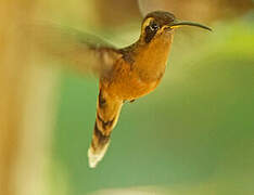 Reddish Hermit