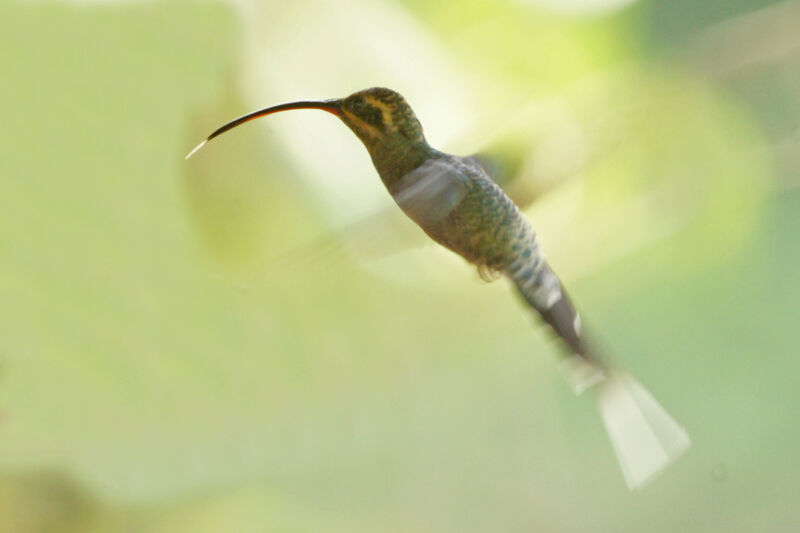 Green Hermit