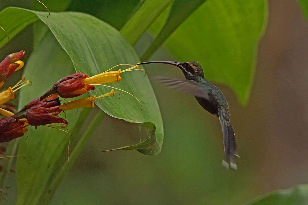 Ermite yaruqui