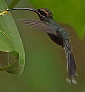 White-whiskered Hermit