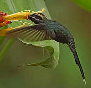 White-whiskered Hermit