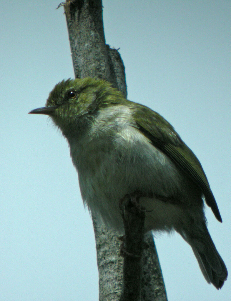 Éroesse verte