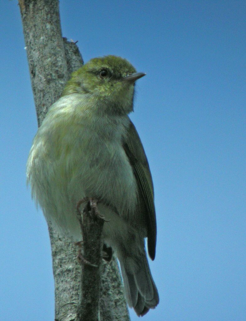 Éroesse verte