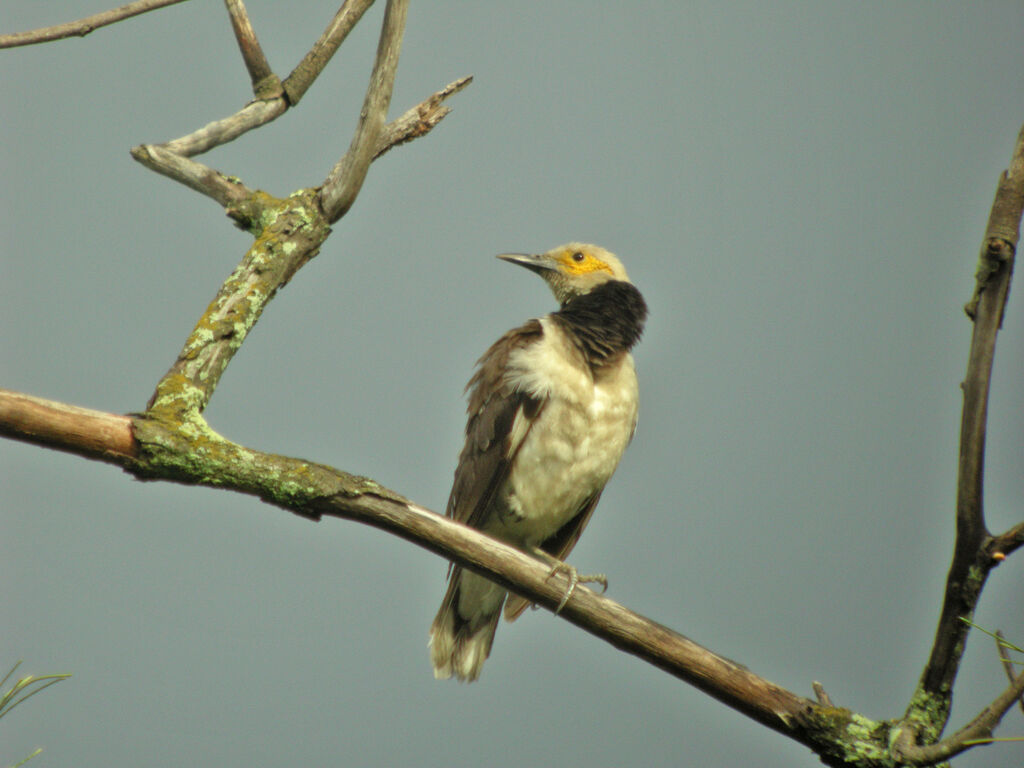 Black-collared Starling