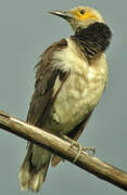 Black-collared Starling