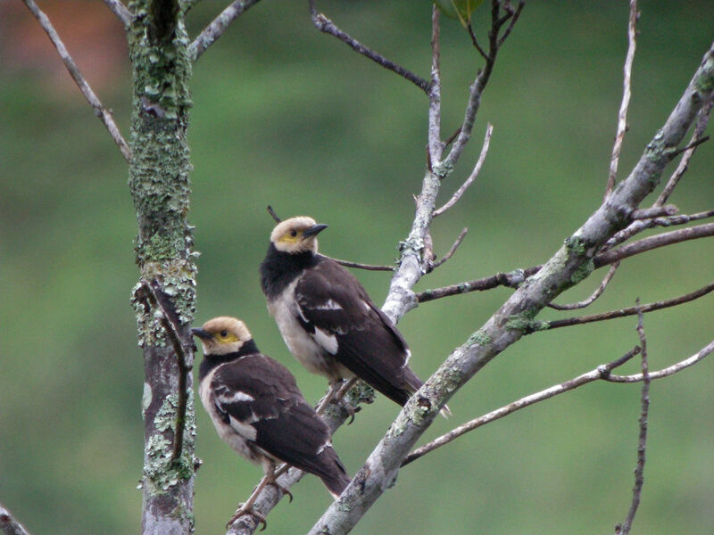 Black-collared Starling