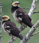 Black-collared Starling