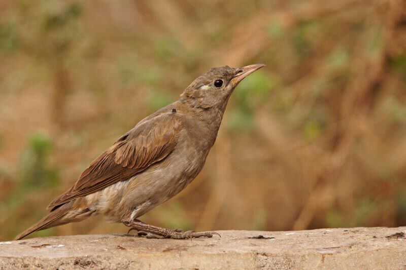 Wattled StarlingFirst year, identification