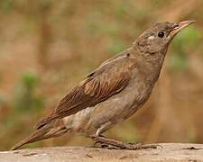 Wattled Starling