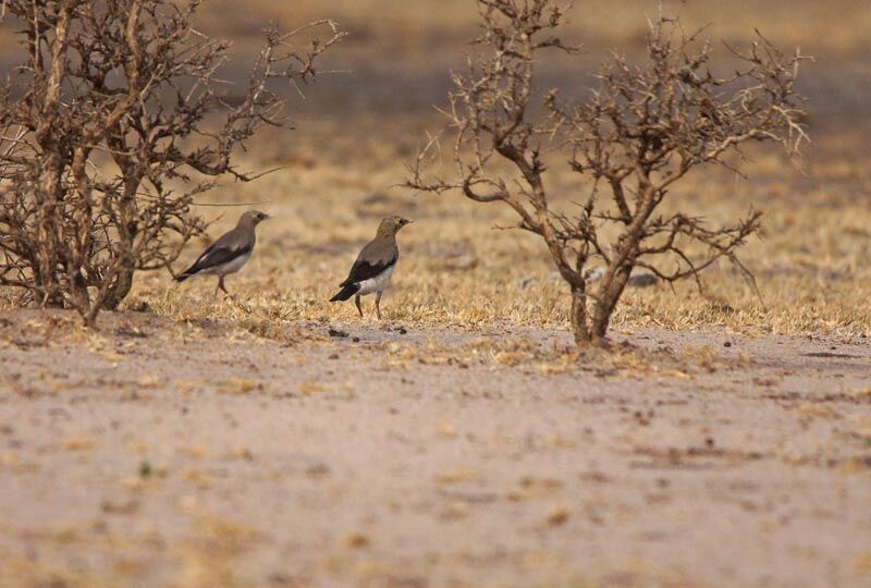 Wattled Starling