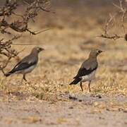 Wattled Starling