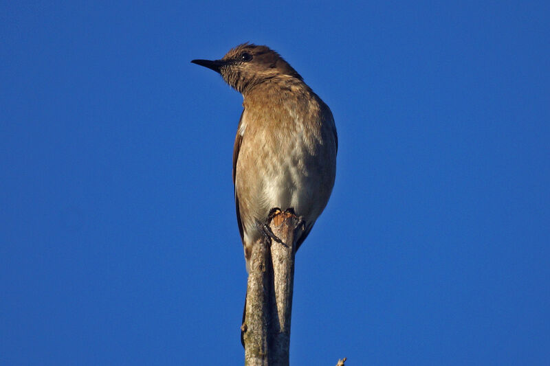 Madagascar Starling