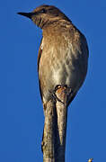 Madagascan Starling