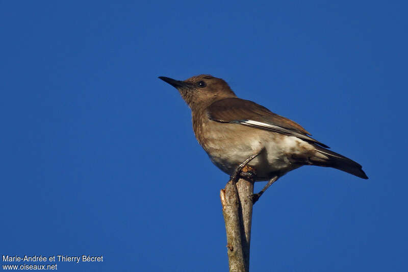 Étourneau malgache, identification