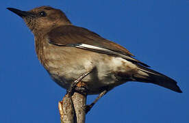 Madagascar Starling