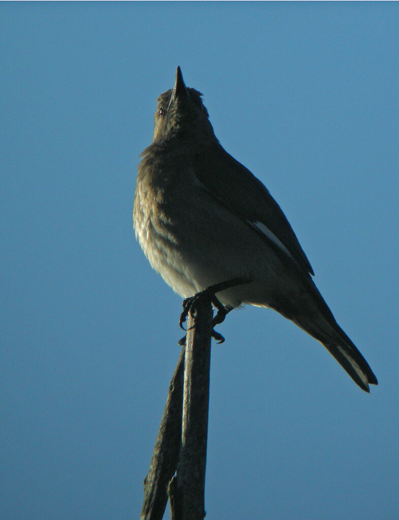 Madagascan Starling