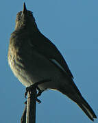 Madagascar Starling