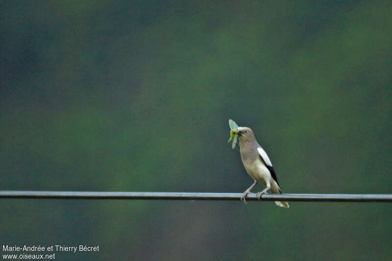 White-shouldered Starlingadult, feeding habits, fishing/hunting