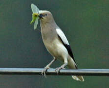 White-shouldered Starling