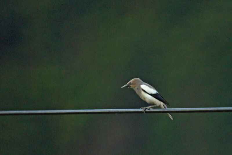 White-shouldered Starling