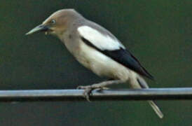 White-shouldered Starling