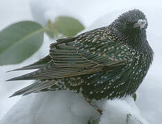 Common Starling