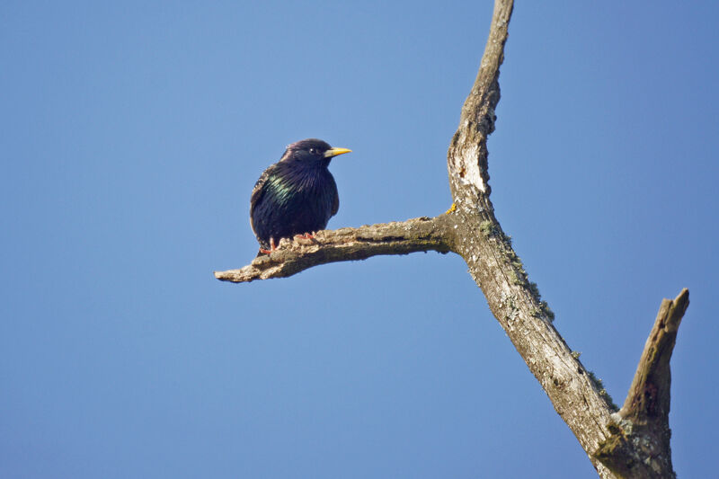 Common Starling