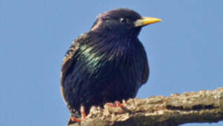 Common Starling