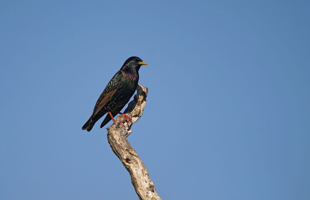 Common Starling