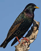 Common Starling