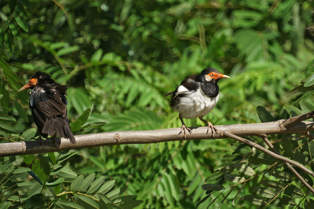 Siamese Pied Myna, identification