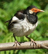 Siamese Pied Myna