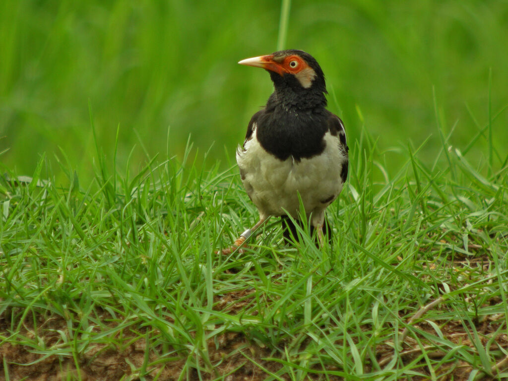 Siamese Pied Myna