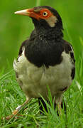 Siamese Pied Myna