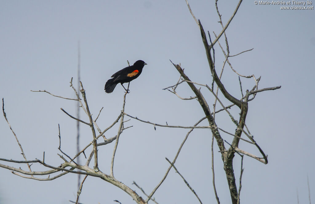 Fan-tailed Widowbird