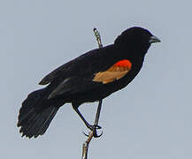 Fan-tailed Widowbird