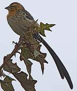 Red-cowled Widowbird