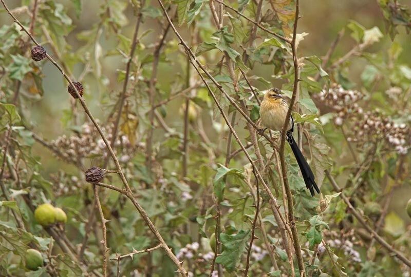 Red-cowled Widowbird male adult post breeding, identification