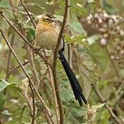 Red-cowled Widowbird