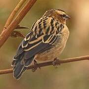 Black Bishop