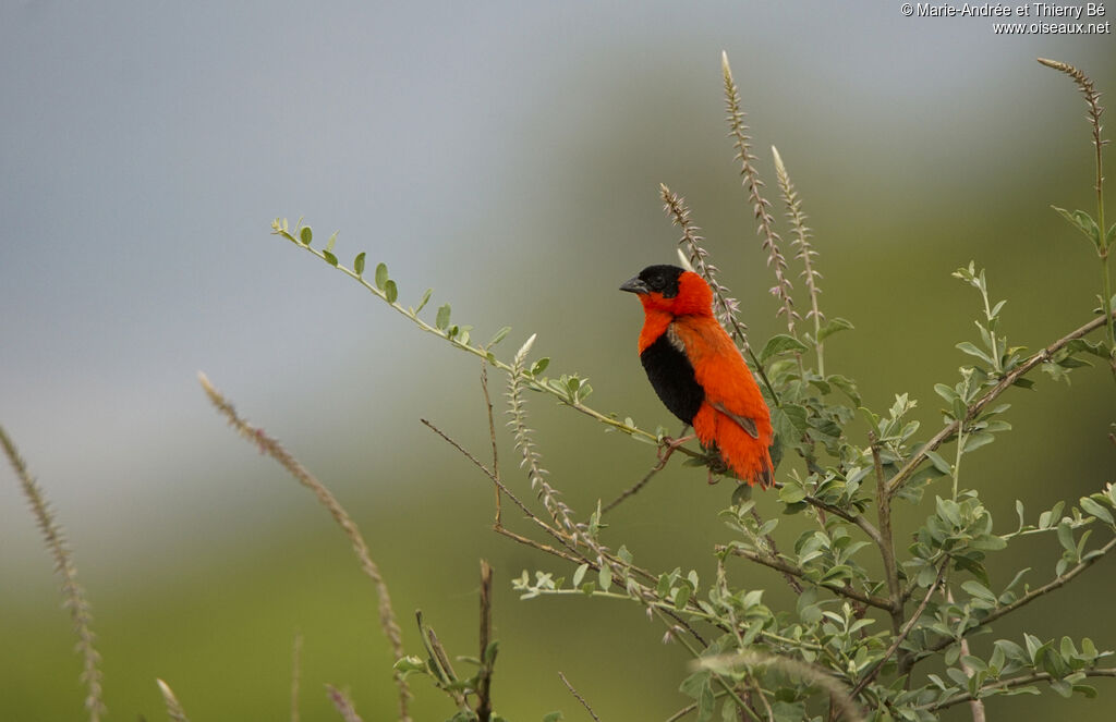 Northern Red Bishop