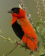 Northern Red Bishop