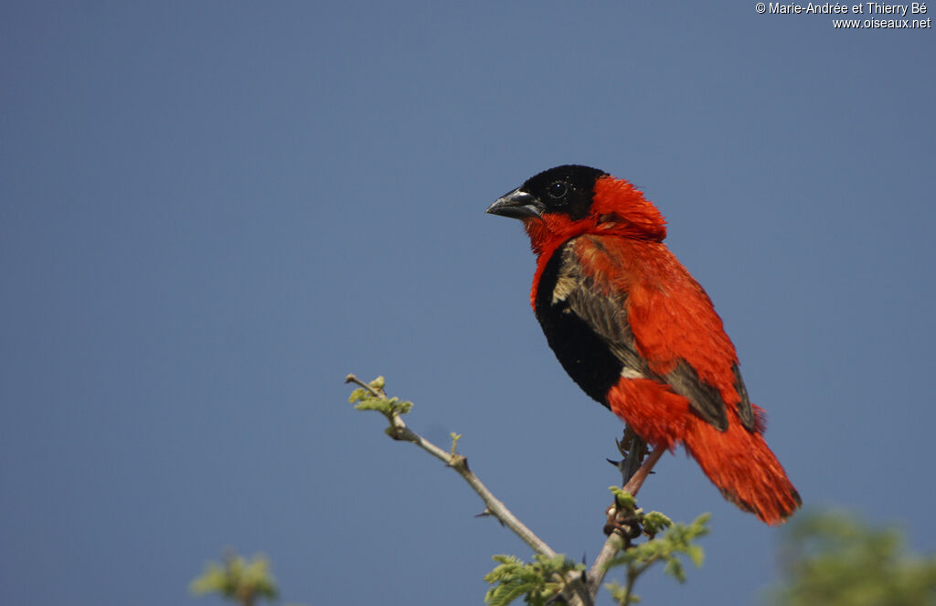 Northern Red Bishop