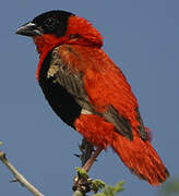 Northern Red Bishop