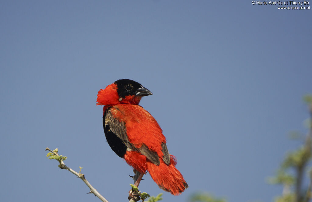 Northern Red Bishop