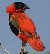 Northern Red Bishop