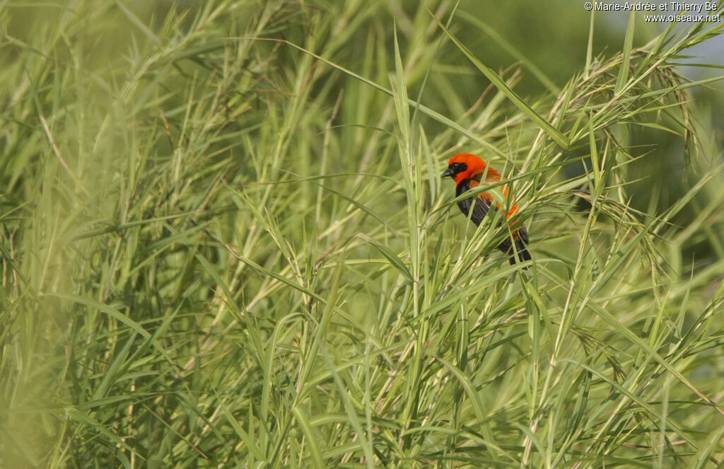 Southern Red Bishop