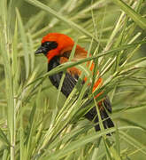 Southern Red Bishop