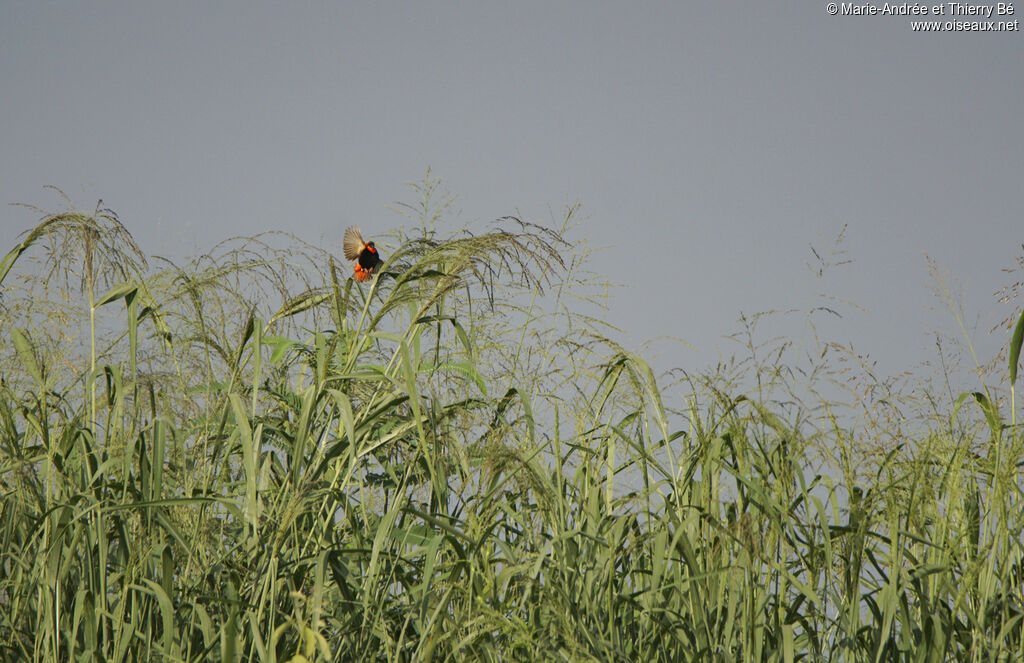 Southern Red Bishop