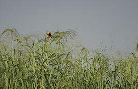 Southern Red Bishop